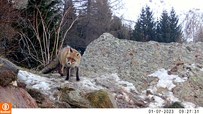 Fuchs im Winterpelz